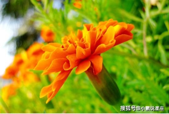 不知所措，心亂如麻。始信勁草勝嬌花打一个准确生肖，全面释义、定量解答解释落实