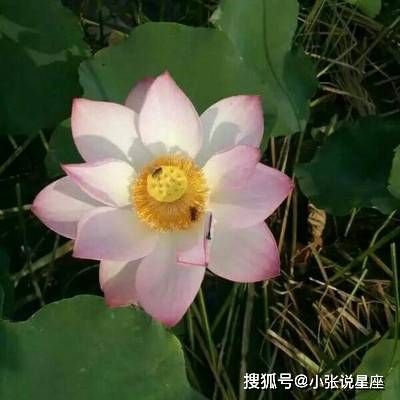 争奇斗艳打一准确生肖，详细解答、构建解答解释落实
