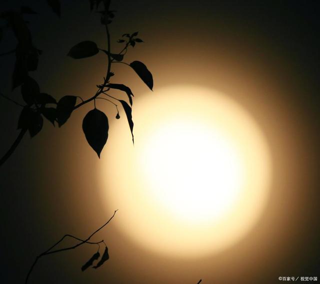日夜相对不厌倦，共谐连理并蒂莲打一准确生肖,警惕虚假宣传落实,详细解答解释落实