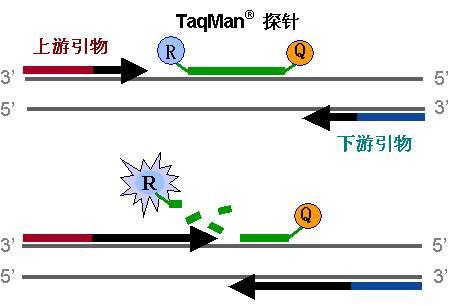 困守一隅，擔驚受怕。苦無膽識闖天下打一个准确生肖详细解答、定量解答解释落实