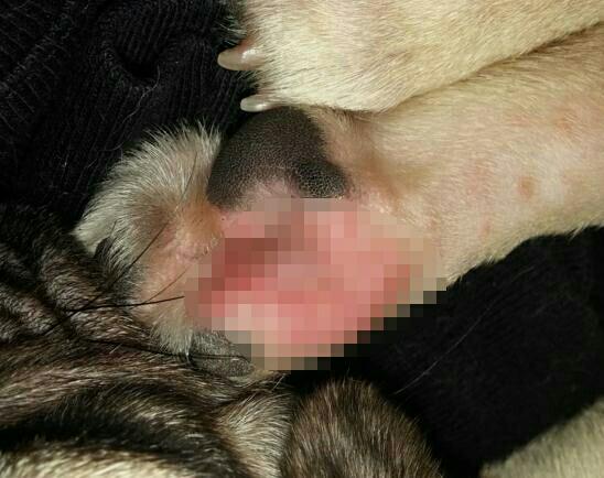 不知所措，心亂如麻。始信勁草勝嬌花打一个准确生肖,警惕虚假宣传落实,实时解答解释落实