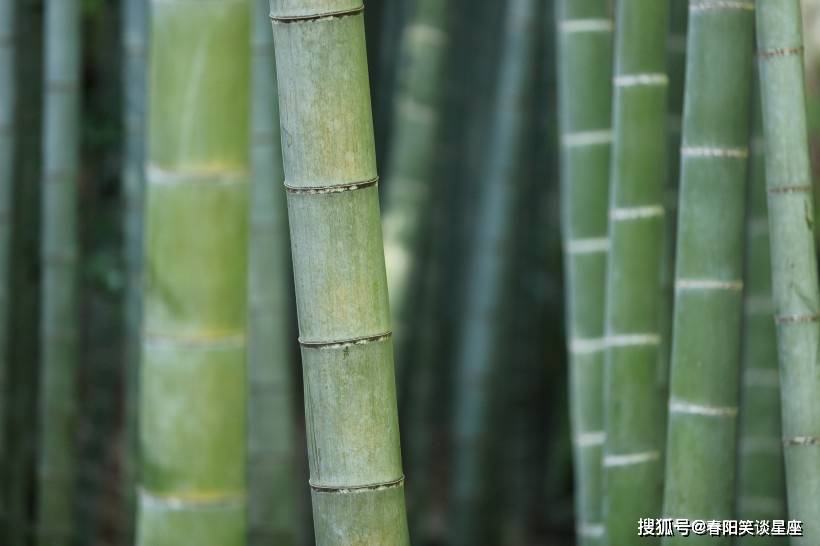 欲钱看大火烧竹林是什么生肖全面释义、实时解答解释落实
